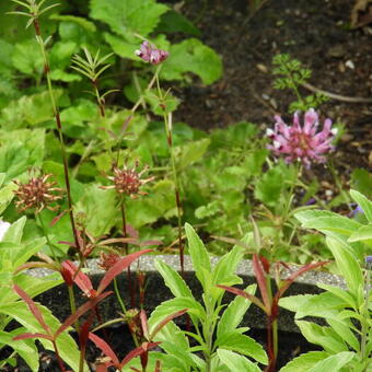 Trifolium speciosum