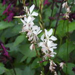 Gaura lindheimeri 'Sparkle White' - Prachtkaars