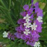 Limonium sinuatum - Lamsoor/Statice