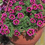 Calibrachoa CABARET 'Good Night Kiss' - Mini petunia