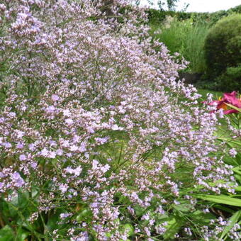 Limonium platyphyllum