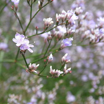 Limonium platyphyllum