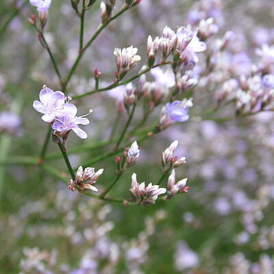 Zeelavendel / lamsoor / statice - Limonium platyphyllum