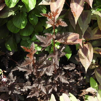 Physocarpus opulifolius 'Panther'