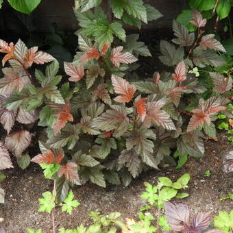 Physocarpus opulifolius 'Summer Wine'