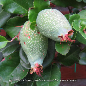 Chaenomeles x superba 'Fire Dance'