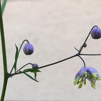 Thalictrum rochebrunianum