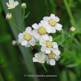 Achillea ptarmica