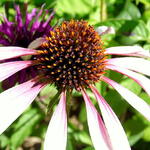 Echinacea 'Pretty Parasol' - Rode zonnehoed