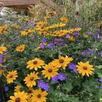 Rudbeckia SUNBECKIA 'Victoria' - Zonnehoed