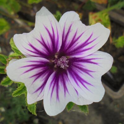 Grote kaasjeskruid - Malva sylvestris 'Zebrina'