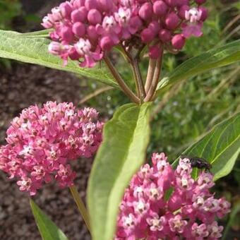 Asclepias incarnata 'Soulmate'