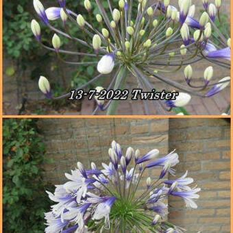 Agapanthus africanus 'Twister'