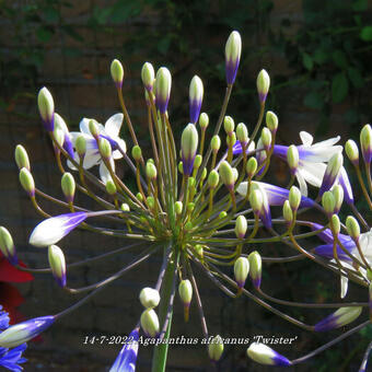 Agapanthus africanus 'Twister'