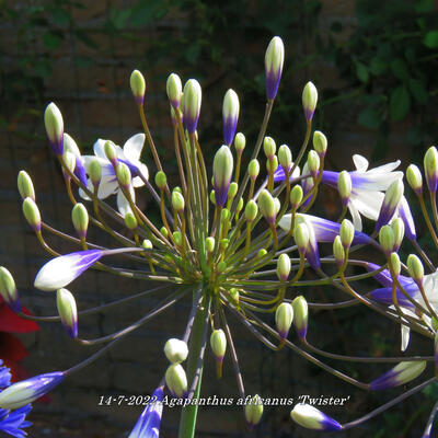 Afrikaanse lelie / Kaapse lelie / Tuberroos - Agapanthus africanus 'Twister'