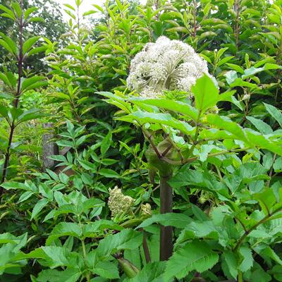 Angelica sylvestris - Gewone engelwortel