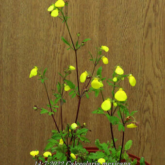 Calceolaria mexicana