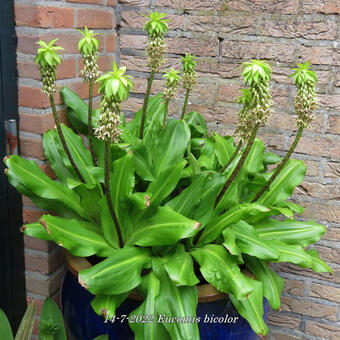 Eucomis bicolor