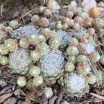 Sempervivum 'Snow White' - Huislook