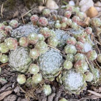 Sempervivum 'Snow White'