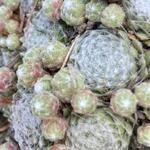 Sempervivum 'Snow White' - Huislook