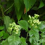 Nicotiana rustica - Boerentabak, Azteekse wilde tabak, sterke tabak, Mapacho