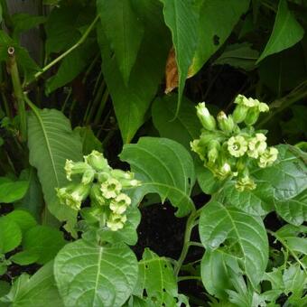 Nicotiana rustica