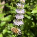 Mentha arvensis 'Strawberry' - Aardbeienmunt