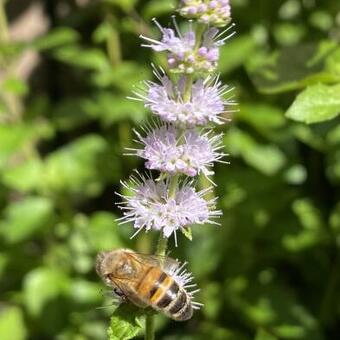 Mentha arvensis 'Strawberry'