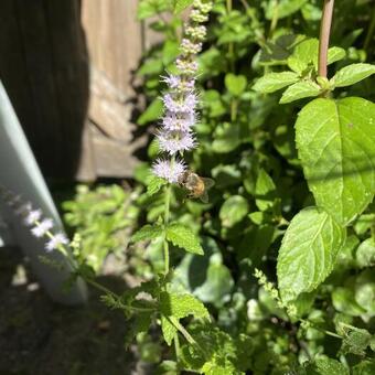 Mentha arvensis 'Strawberry'