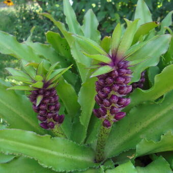 Eucomis comosa 'Leia'