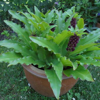 Eucomis comosa 'Leia'