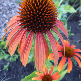 Echinacea purpurea 'Laughing MEADOW MAMA'