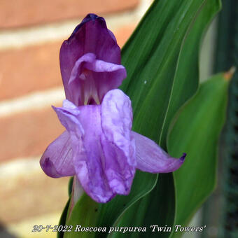 Roscoea purpurea 'Twin Towers'