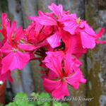 Pelargonium 'Miss McKinsey' (Stellar type) - Geranium