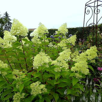 Hydrangea paniculata 'Limelight'