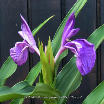 Roscoea purpurea 'Twin Towers'