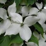 Cornus kousa 'White Giant' - Japanse kornoelje