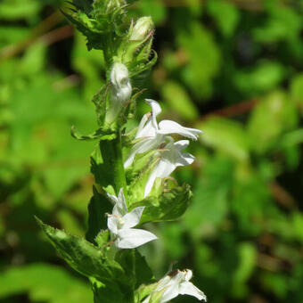 Lobelia siphilitica 'Alba'