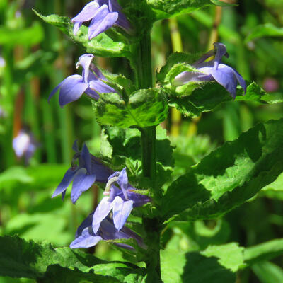 Virginische Lobelia - Lobelia siphilitica