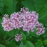 Ceanothus  pallidus 'Marie Rose' - Amerikaanse sering , herfstsering, sikkelbloem