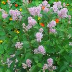 Ceanothus  pallidus 'Marie Rose' - Amerikaanse sering , herfstsering, sikkelbloem