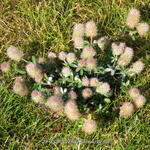 Trifolium arvense - Hazenpootje