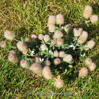 Trifolium arvense