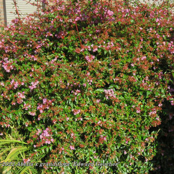 Abelia x grandiflora 'Edward Goucher'