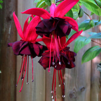 Fuchsia 'Roesse Blacky'