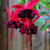 Fuchsia 'Roesse Blacky'