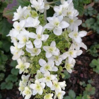 Hydrangea quercifolia 'Sikes Dwarf'