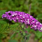 Buddleja davidii 'Berries & Cream' - Vlinderstruik