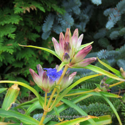 Siberische gentiaan, Aziatische gentiaan - Gentiana dahurica